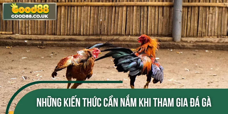 Những kiến thức cần nắm khi tham gia đá gà